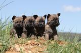 CAIRN TERRIER 306